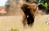 Angry elephant at Kruger National Park