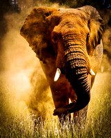 Elephant fierce