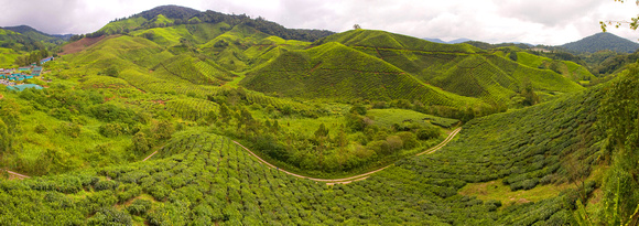 Cameron Highlands Tea plantations, Malaysia