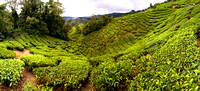 Cameron Highlands Tea plantations, Malaysia