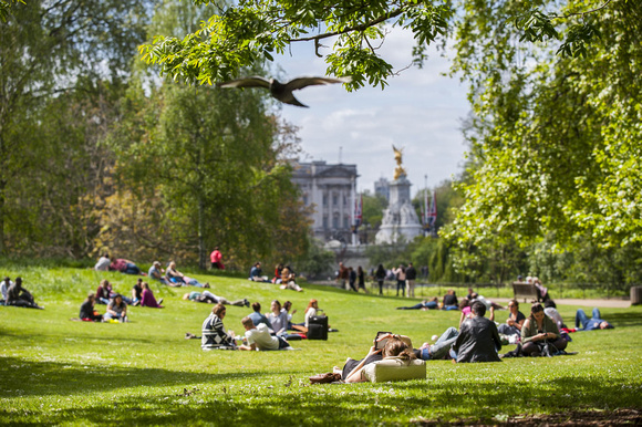 Park by Buckingham Palace