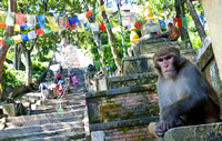 Swayambhunath temple monkey, Nepal