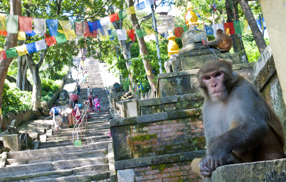 Swayambhunath temple monkey, Nepal