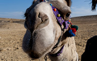 Grumpy camel at the Giza Pyramids, Cairo, Egypt